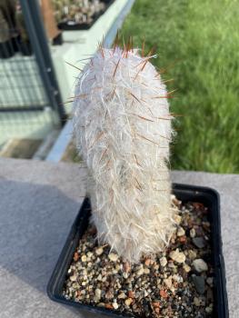 Oreocereus trollii